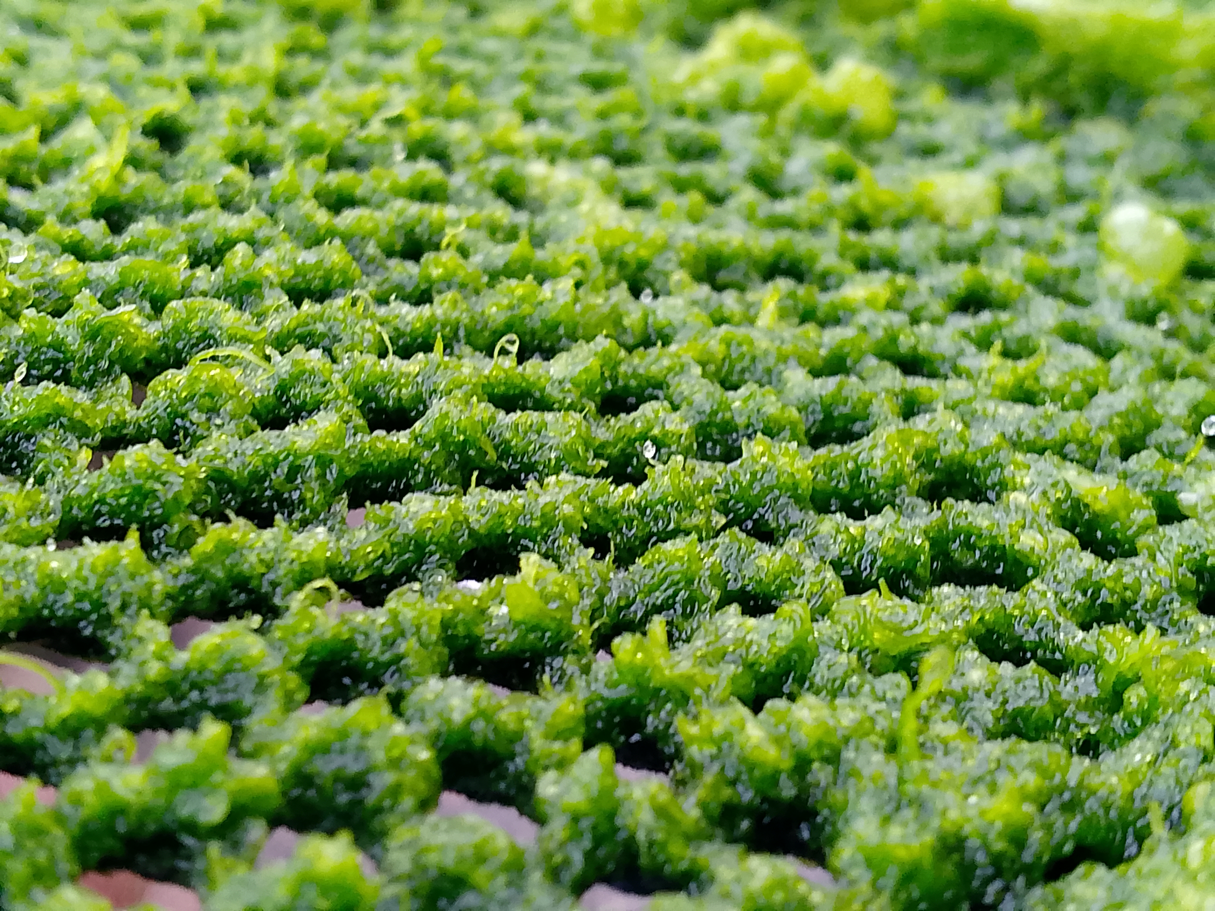 OceanGreens cultivation